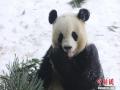 大熊猫“思嘉”雪中撒欢打滚儿萌态百出
