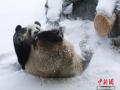 大熊猫“思嘉”雪中撒欢打滚儿萌态百出