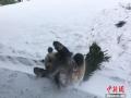 大熊猫“思嘉”雪中撒欢打滚儿萌态百出