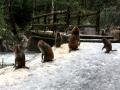 景区里的猴子在雪地上觅食玩耍（摄影：易达仁）