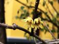 1月15日，桂林腊梅盛于寒冬香馥郁（摄影：李岩）