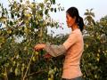 种植大户在采摘青枣（摄影：樊俏丽）