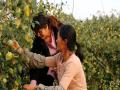种植大户在采摘青枣（摄影：樊俏丽）
