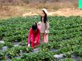 小小姐妹淘摘草莓无限乐趣（摄影：樊俏丽）