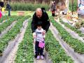 爷爷带着小孙女在摘草莓（摄影：樊俏丽）