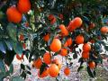 橙黄“灯笼”挂满枝头（摄影：卢寿山）