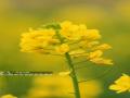金灿灿的油菜花（摄影：谭凯兴）