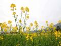 融安县长安镇大巷村油菜花渐次开放。（摄影：谭凯兴）