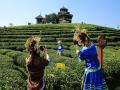“春日百花艳，茶香最风华。”广西柳州三江侗族自治县布央村万余亩茶园迎来了春茶采摘季。3月8日，冷空气过后的三江艳阳高照，晴空万里，一垄垄茶树绿意盎然，生机勃勃，幼芽在枝头吐翠。图为穿着民族服饰前来观赏拍照的游客。（图/刘英轶 文/李敏国）
