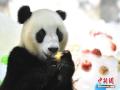 大熊猫“亲亲”吃着冰苹果降温消暑。 中新社记者 陈骥旻 摄