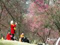中国天气网广西站讯 2月以来天气回暖，广西南宁市石门森林公园的部分樱花迫不及待地绽放。冬日的阳光下樱花绚烂夺目，引来无数游客尝鲜赏春，拍照留影。据悉，这里樱花品种以山樱为主，通常在2月前后进入盛花期，花期可持续半个月左右。根据目前天气情况，今年的春节假期，公园里的樱花树将进入盛花期，绯绯红霞中人们畅享春花烂漫的快乐。（图文/韦坚）