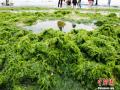 2月10日，广西知名旅游景区北海银滩的滩涂上附着大量的绿色海藻，原本洁白的沙滩，有一部分已变成了“绿洲”。北海三面环海，近几年的这个季节气候还暖之时，这样的情况都曾有发生过。（摄影：翟李强）