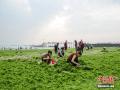 2月10日，广西知名旅游景区北海银滩的滩涂上附着大量的绿色海藻，原本洁白的沙滩，有一部分已变成了“绿洲”。北海三面环海，近几年的这个季节气候还暖之时，这样的情况都曾有发生过。（摄影：翟李强）