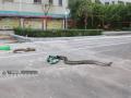广西新闻网东兴2月13日讯 抓获的两条蟒蛇。（通讯员/隆壮文 图/刘永）