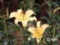 中国天气网广西站讯 14日，柳州市都乐公园的百合花竞相绽放、争奇斗艳，给龙城的春天增添了一抹亮丽色彩。（图文/韦莉）