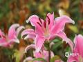 中国天气网广西站讯 14日，柳州市都乐公园的百合花竞相绽放、争奇斗艳，给龙城的春天增添了一抹亮丽色彩。（图文/韦莉）