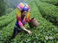 中国天气网广西站讯 昭平县位于广西东部，属亚热带季风气候，是公认最适宜茶叶生长的区域之一，独特的地理环境和气候，造就了昭平早春茶开采早、品质优的特点。今天（19日）上午，昭平的天空下着蒙蒙细雨，雾气很浓，地湿路滑，但仍有很多茶农上山采摘春茶。在贺州市昭平县南山茶海有机茶园里，采茶女们身披雨衣，戴着雨帽，将枝头鲜嫩的新芽掐下放入腰间的竹篓中，动作快速娴熟。茶园中嫩绿的新芽挤满茶树枝头，郁郁葱葱，云雾缭绕，俨然一幅幅美丽的画卷。(文/吴健杰 图/董州)