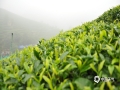 中国天气网广西站讯 昭平县位于广西东部，属亚热带季风气候，是公认最适宜茶叶生长的区域之一，独特的地理环境和气候，造就了昭平早春茶开采早、品质优的特点。今天（19日）上午，昭平的天空下着蒙蒙细雨，雾气很浓，地湿路滑，但仍有很多茶农上山采摘春茶。在贺州市昭平县南山茶海有机茶园里，采茶女们身披雨衣，戴着雨帽，将枝头鲜嫩的新芽掐下放入腰间的竹篓中，动作快速娴熟。茶园中嫩绿的新芽挤满茶树枝头，郁郁葱葱，云雾缭绕，俨然一幅幅美丽的画卷。(文/吴健杰 图/吴健杰)