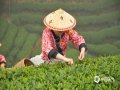 中国天气网广西站讯 昭平县位于广西东部，属亚热带季风气候，是公认最适宜茶叶生长的区域之一，独特的地理环境和气候，造就了昭平早春茶开采早、品质优的特点。今天（19日）上午，昭平的天空下着蒙蒙细雨，雾气很浓，地湿路滑，但仍有很多茶农上山采摘春茶。在贺州市昭平县南山茶海有机茶园里，采茶女们身披雨衣，戴着雨帽，将枝头鲜嫩的新芽掐下放入腰间的竹篓中，动作快速娴熟。茶园中嫩绿的新芽挤满茶树枝头，郁郁葱葱，云雾缭绕，俨然一幅幅美丽的画卷。(文/吴健杰 图/吴健杰)