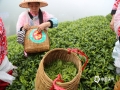 中国天气网广西站讯 昭平县位于广西东部，属亚热带季风气候，是公认最适宜茶叶生长的区域之一，独特的地理环境和气候，造就了昭平早春茶开采早、品质优的特点。今天（19日）上午，昭平的天空下着蒙蒙细雨，雾气很浓，地湿路滑，但仍有很多茶农上山采摘春茶。在贺州市昭平县南山茶海有机茶园里，采茶女们身披雨衣，戴着雨帽，将枝头鲜嫩的新芽掐下放入腰间的竹篓中，动作快速娴熟。茶园中嫩绿的新芽挤满茶树枝头，郁郁葱葱，云雾缭绕，俨然一幅幅美丽的画卷。(文/吴健杰 图/毛琪)