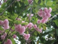 中国天气网广西站讯 近段时间柳州一直维持阴雨天气，今天（20日）龙城终于出现了久违的阳光，天气温暖适宜，市柳候公园百年纪念园中的十多株樱花已经绽放开来，一朵朵一簇簇的花儿煞是惹人喜爱。樱花花期一般在3月到4月，想要赏花的朋友可以趁着花期，来赴一场樱花之约！（图文/韦莉）