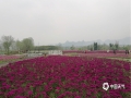 中国天气网广西站讯 三月春意盎然，柳州已然成了花海。今天（3月24日）白天，市区气温在10℃左右，虽是春寒料峭，但阻挡不住市民外出赏花的热情。（文/何电江 图/李家文）