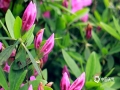 中国天气网广西站讯 阳春三月，万物复苏。柳州市区道路两旁、公园花圃里的杜鹃竞相美丽绽放，粉、紫、白不同颜色的杜鹃花让柳州更多一份生气与绚丽。(图文/廖婷婷)