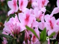 中国天气网广西站讯 阳春三月，万物复苏。柳州市区道路两旁、公园花圃里的杜鹃竞相美丽绽放，粉、紫、白不同颜色的杜鹃花让柳州更多一份生气与绚丽。(图文/廖婷婷)