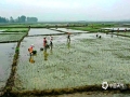 中国天气网广西站讯 今天（2日），广西的桂平、贺州等地降雨暂歇，天气转好，当地农友抓紧农时开展春耕，田间地头一片忙碌。（文/游文芬 图/梁静欢）