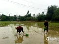 中國天氣網廣西站訊 今天（2日），廣西的桂平、賀州等地降雨暫歇，天氣轉好，當?shù)剞r友抓緊農時開展春耕，田間地頭一片忙碌。（文/游文芬 圖/梁靜歡）