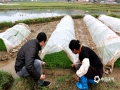 中國天氣網廣西站訊 今天（2日），廣西的桂平、賀州等地降雨暫歇，天氣轉好，當?shù)剞r友抓緊農時開展春耕，田間地頭一片忙碌。（文/毛琪 圖/侯江生）