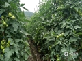 中国天气网广西站讯 田林3月份平均气温19.2℃，比历年偏高0.1℃，累计降雨量92.9毫米，比历年偏高160%。降雨量虽偏高，然降雨阶段过程均匀，加上气温适中，充沛的雨水利于蔬瓜生长，满地蔬瓜长势好，惹人喜爱，可谓：雨水充沛蔬苗好，土壤湿润藤长高，气温适中瓜儿壮，助农脱贫迎骄阳！（图文/周厚霖）