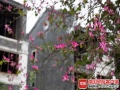 图为窑埠古镇，虽然稀疏但颜色浓艳的紫荆花。（图文/邹财麟）