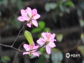 中国天气网广西站讯 四月柳州，花开婉妍，这里的花红的似火，白的似雪，粉的似霞。在这到处洋溢着花香的世界里，市民在公园、在街头，纷纷拿起手机，记录这美丽的春色。（图/汤丽莎 文/甘皓月）