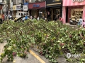 中國天氣網(wǎng)廣西站訊 受冷空氣南下、高空槽和低層切變線共同影響，今天（11日）15時，玉林容縣城區(qū)遭遇短時強對流天氣，出現(xiàn)了大風(fēng)、短時強降雨，城區(qū)部分路段積水較嚴(yán)重，極大風(fēng)速達(dá)到33米/秒，臨街樹木折斷。（圖/文許倡瀧）