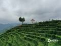 中国天气网广西站讯 “清明太早，立夏太迟，谷雨前后，其时适中。”17日以来，百色市凌云县出现连晴天气，当地茶农便趁着好天气采摘和制作春茶。（文/黄桂珍 图/高钰杰）