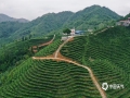 中国天气网广西站讯 “清明太早，立夏太迟，谷雨前后，其时适中。”17日以来，百色市凌云县出现连晴天气，当地茶农便趁着好天气采摘和制作春茶。（文/黄桂珍 图/高钰杰）