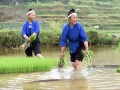 4月20日，两名侗族妇女在三江侗族自治县良口乡和里村扯稻秧。广西新闻网通讯员 龚普康摄