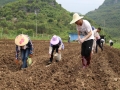 中国天气网广西站讯 在象州县马坪镇新庆村已看到农民们陆续种植玉米。（图/吴永才 文/涂燕清）