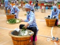 中国天气网广西站讯 今春清明和谷雨节气期间，凌云县晴雨相间，雨量充沛，温度适宜，清明茶和谷雨茶的品质均优于往年，茶汤甘爽，香气清冽。近日，凌云“两会一赛”即2019徒步中国·全国徒步大会百色“地心之旅”、国内第二届生态有机产业创新发展大会暨茶交易、2019中国“凌云白毫茶”象棋国际公开赛正如火如荼的进行着，活动将持续到29日，期间凌云还有浩坤湖、茶山等美景和各地美食等着大家，感兴趣的朋友可要抓紧时间了。（图文/陆妮）