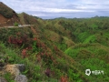 中国天气网广西站讯 5月1日，处于湘桂边陲的龙胜小南山一带，天气突然放晴。一团团、一簇簇红杜鹃，在连绵起伏的山坡中绽放，繁花似锦，令人心旷神怡。(图/李庭韩 文/伍钊)