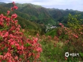 中國(guó)天氣網(wǎng)廣西站訊 5月1日，處于湘桂邊陲的龍勝小南山一帶，天氣突然放晴。一團(tuán)團(tuán)、一簇簇紅杜鵑，在連綿起伏的山坡中綻放，繁花似錦，令人心曠神怡。(圖/李庭韓 文/伍釗)