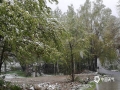 5月​14日夜间开始，新疆阿勒泰市出现降雨，随着气温的下降逐渐转变为降雪，雨雪天气给人们出行造成不便，春耕春播也受到严重影响。截至15日降雪仍在持续中。（图文/吴小明 薛俊梅 娜仔曼）