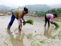 中國天氣網(wǎng)廣西站 5月20日，受弱冷空氣影響，象州氣溫有所下降，陰涼舒適的天氣條件下，在象州縣妙皇鄉(xiāng)古樸村，近70畝的稻田里熱火朝天，10多位農(nóng)友正在忙著種植巨型稻。（文/涂燕清 圖/吳永才）