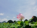 中国天气网广西站讯 6月30日，通讯员来到福兴高埠村荷花园，举目望去，艳阳下的荷花格外耀眼，亭亭玉立，空气中流淌着荷花的幽香，扑鼻而来，沁人肺腑，让人感觉心旷神怡。(图/殷智 文/廖璇 殷智）