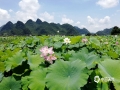 中国天气网广西站讯 6月30日，通讯员来到福兴高埠村荷花园，举目望去，艳阳下的荷花格外耀眼，亭亭玉立，空气中流淌着荷花的幽香，扑鼻而来，沁人肺腑，让人感觉心旷神怡。(图/殷智 文/廖璇 殷智）