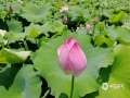 中国天气网广西站讯 6月30日，通讯员来到福兴高埠村荷花园，举目望去，艳阳下的荷花格外耀眼，亭亭玉立，空气中流淌着荷花的幽香，扑鼻而来，沁人肺腑，让人感觉心旷神怡。(图/殷智 文/廖璇 殷智）