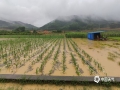 中国天气网广西站讯 7月8日晚上至9日早上，受高空槽、低涡切变共同影响，百色市平果县出现了大雨到暴雨，局部大暴雨，并伴有短时雷暴大风等强对流天气，其中坡造镇降雨达120.7毫米。此次强对流天气造成平果县坡造镇部分水稻倒伏，玉米地、果林被淹。（文/何翔  图/黄捷  蒙启放）