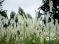 中国天气网广西站讯 7月11日，梧州市蒙山县湿地公园里，一大片狗尾巴草盛放，如梦如幻，吸引了不少游客前往观赏拍照。(文/马宇翔 图/张敏）