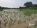 中国天气网站讯 8月11日清晨六点，还在睡梦中的武宣市民被一声声雷鸣惊醒，醒来时窗外已经是一片噼里啪啦的下雨声。这场大雨持续到上午10时，雨势汹汹导致很多地势低洼的地方出现积水，农田被淹，景观湖水上涨，给市民的出行造成了极大不便。据气象部门观测数据显示，达到暴雨级别的乡镇共有八个，其中最大雨量出现在武宣县三里镇，154毫米。（图/黄敏升 文/陈凤梅）